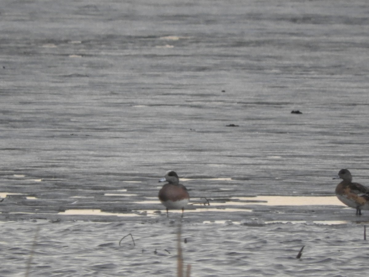 American Wigeon - Robert Salisbury