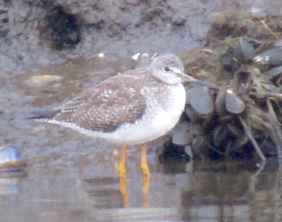 Greater Yellowlegs - ML145437721