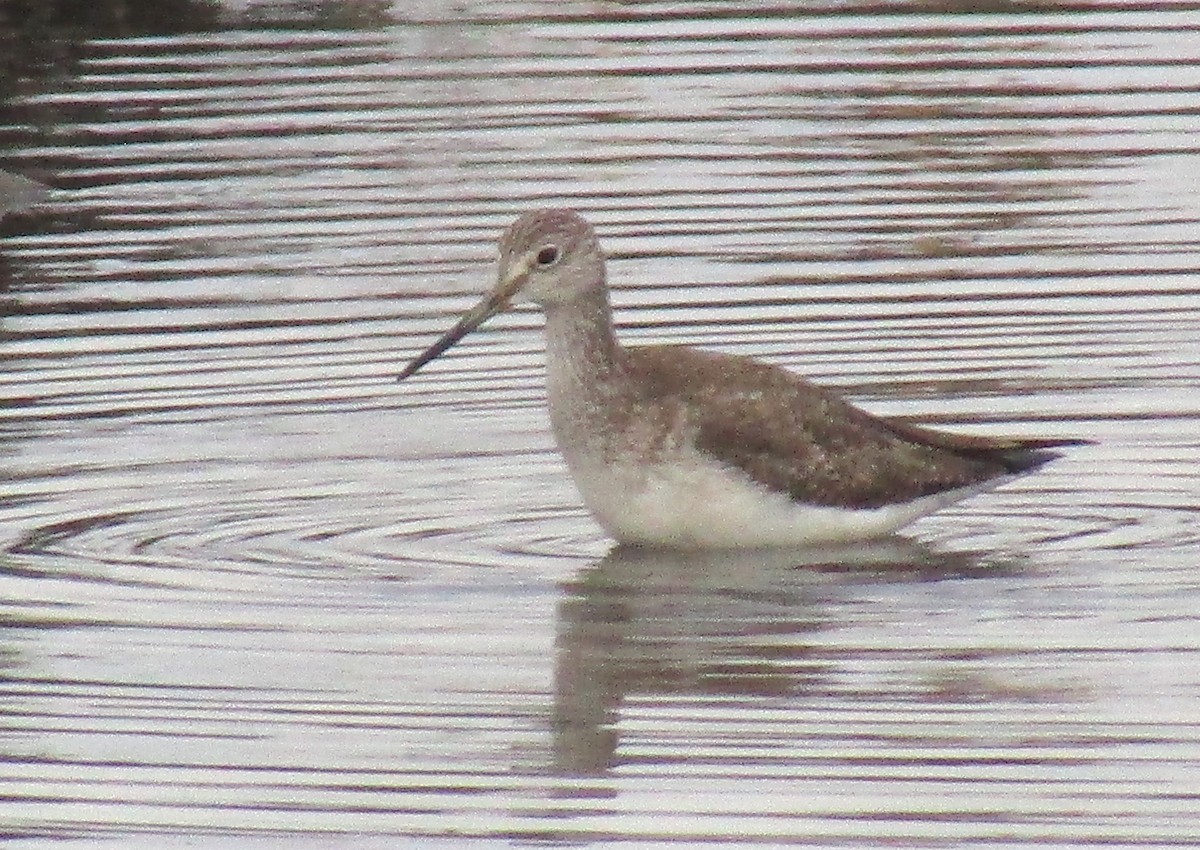 Greater Yellowlegs - ML145437731