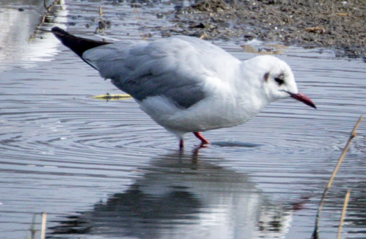 Black-headed Gull - ML145439311