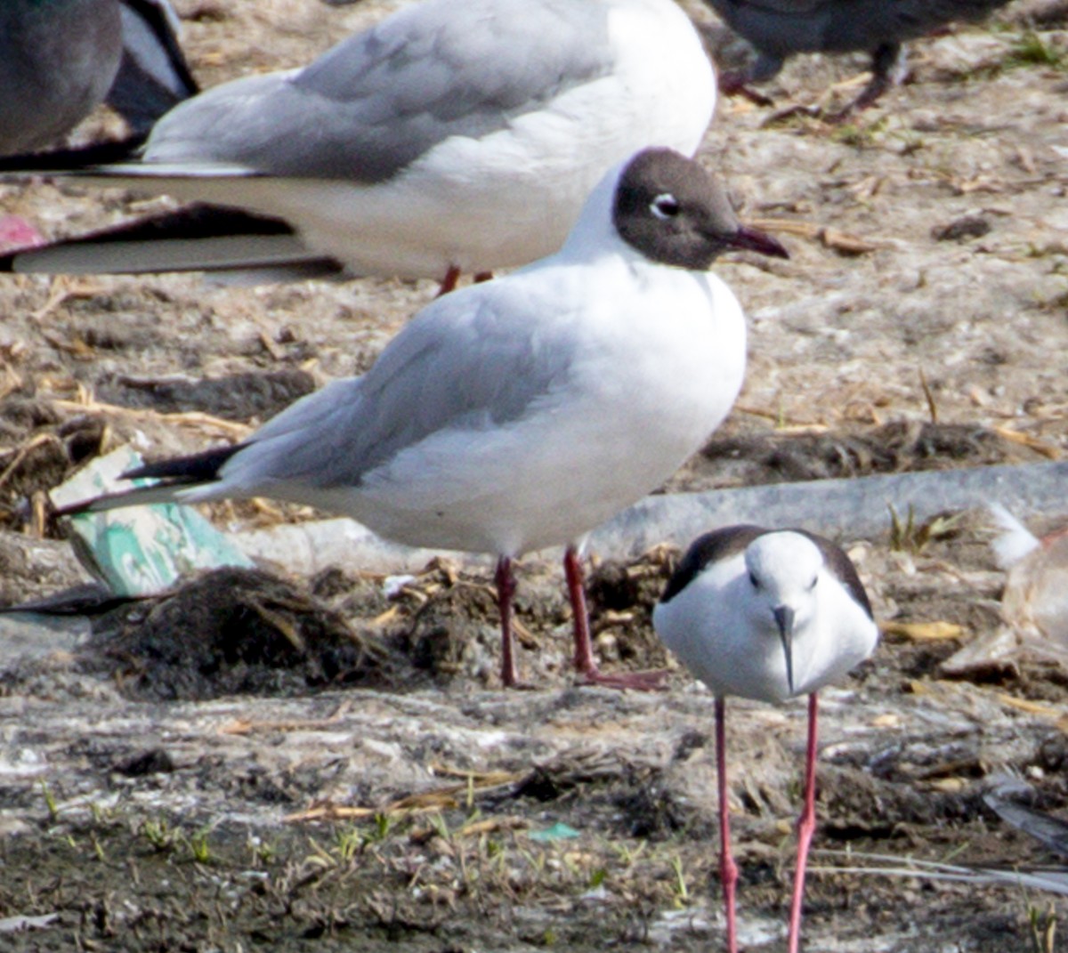 Black-headed Gull - ML145439341