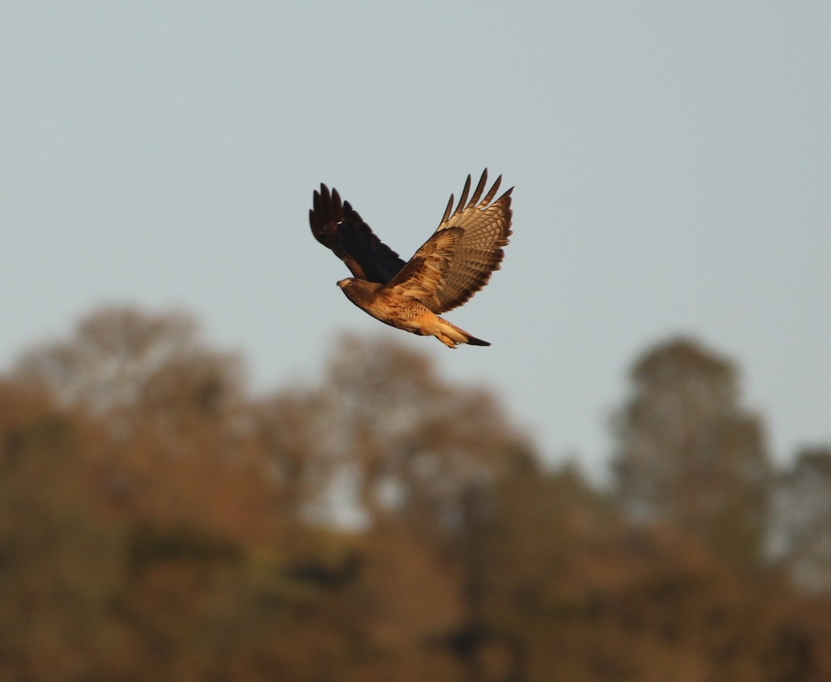 Red-tailed Hawk - Pair of Wing-Nuts