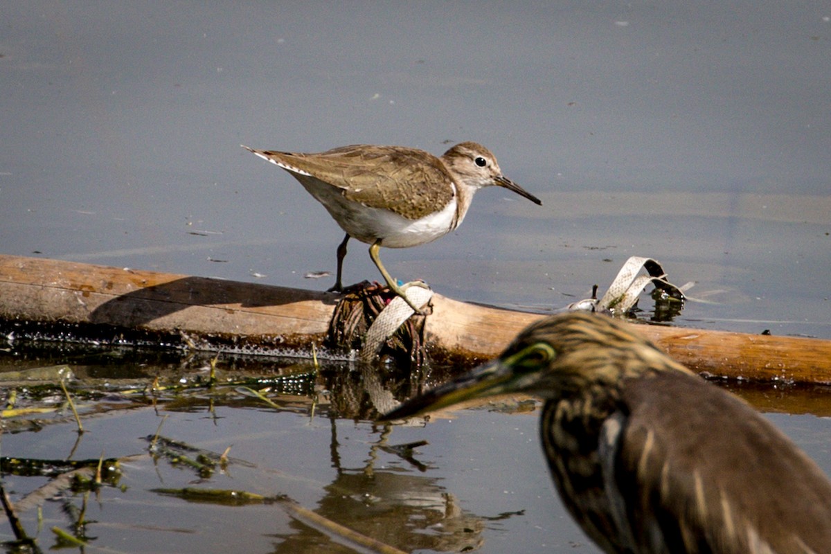 Common Sandpiper - Michael Warner