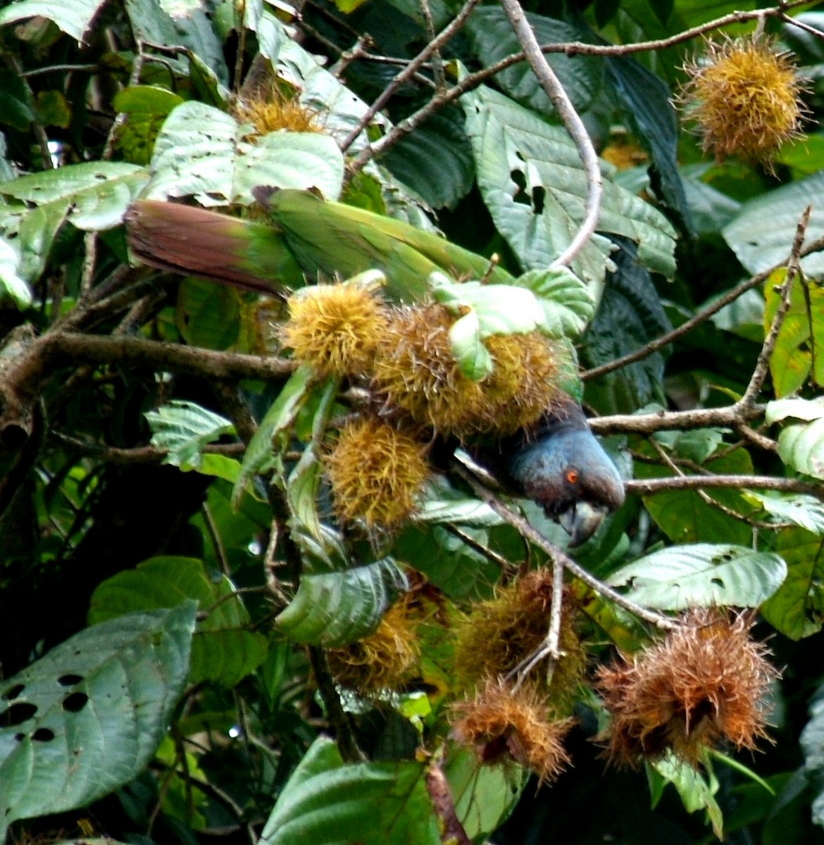 Imperial Amazon - Paul Reillo