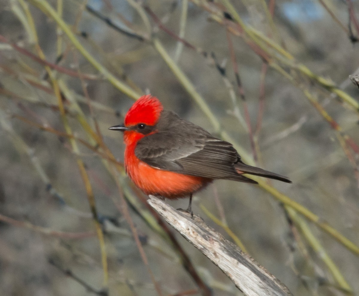 Vermilion Flycatcher - Gordon Karre