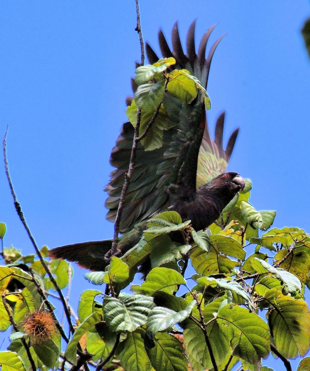 Imperial Amazon - Paul Reillo