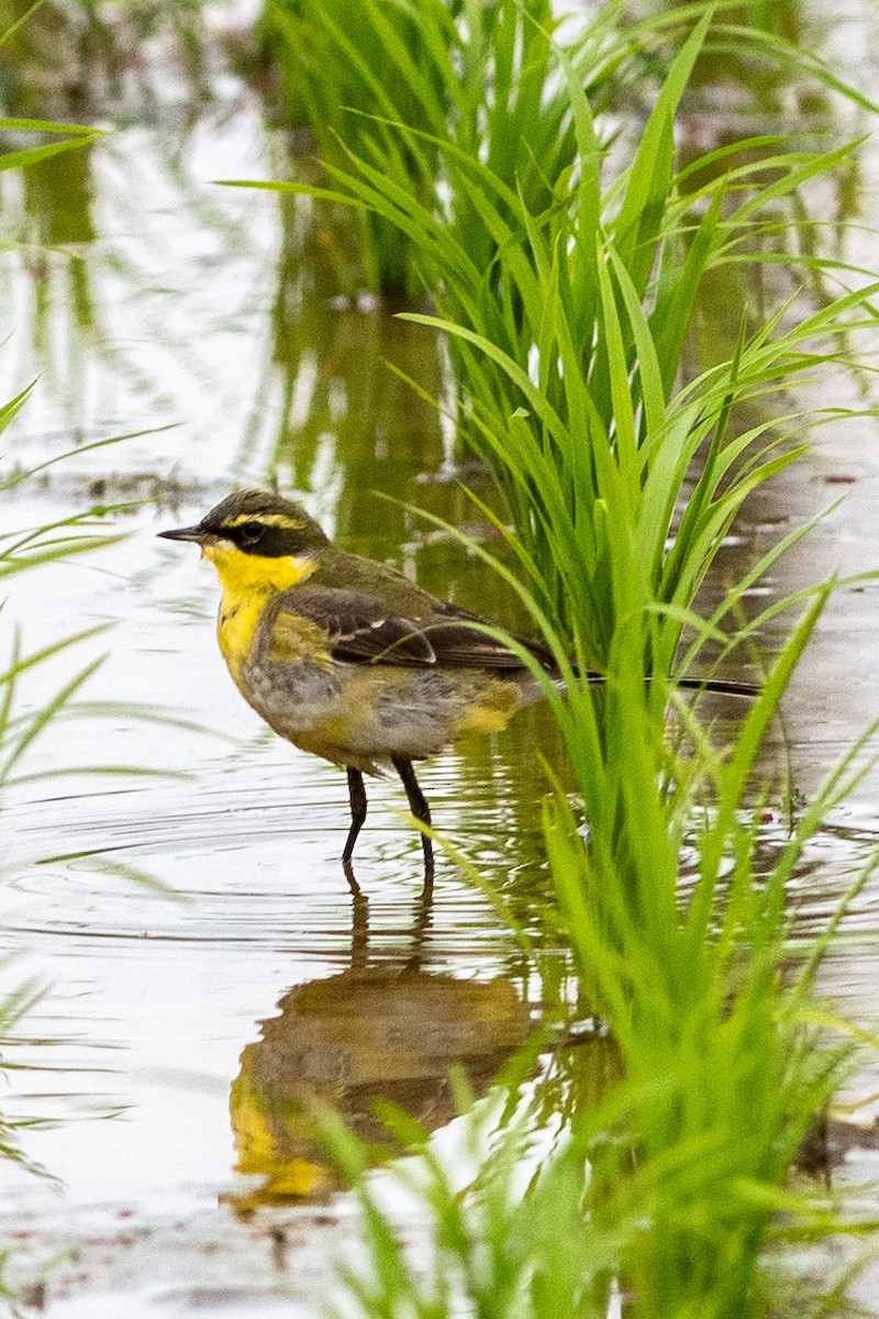 Eastern Yellow Wagtail - ML145441501