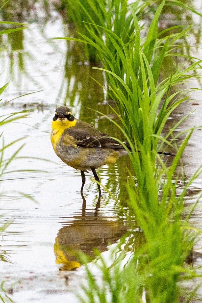 Eastern Yellow Wagtail - ML145441511