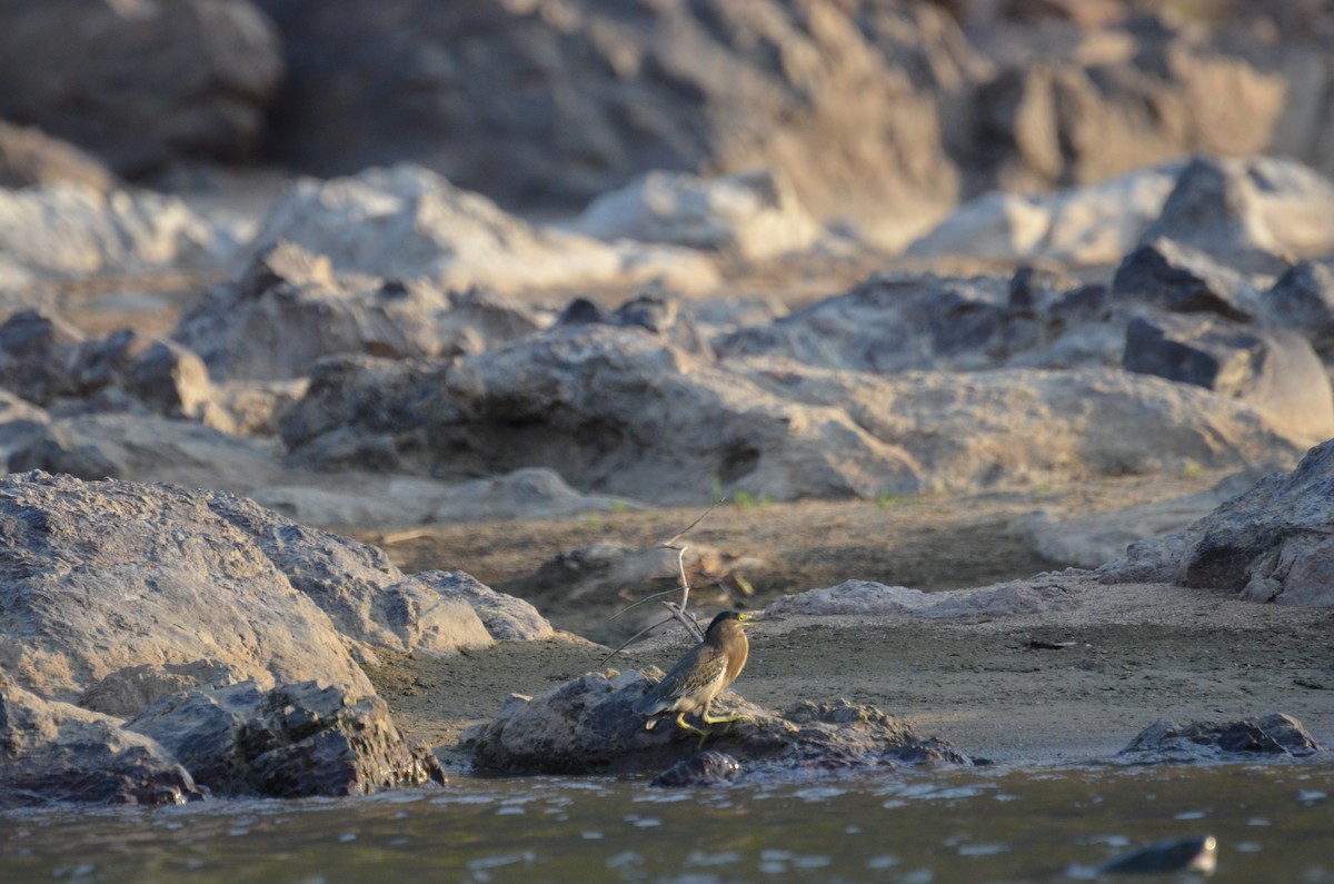 Striated Heron - ML145441581