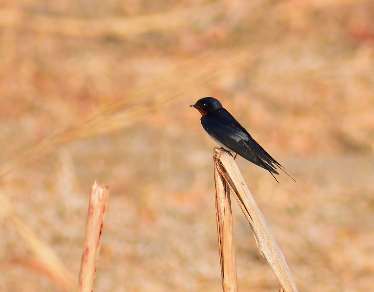 Barn Swallow - ML145441921