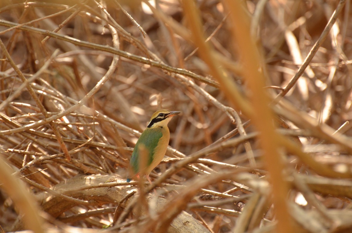 Indian Pitta - ML145441991