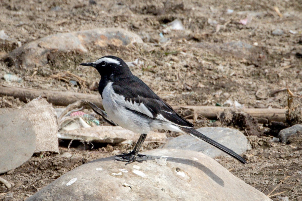 White-browed Wagtail - Michael Warner