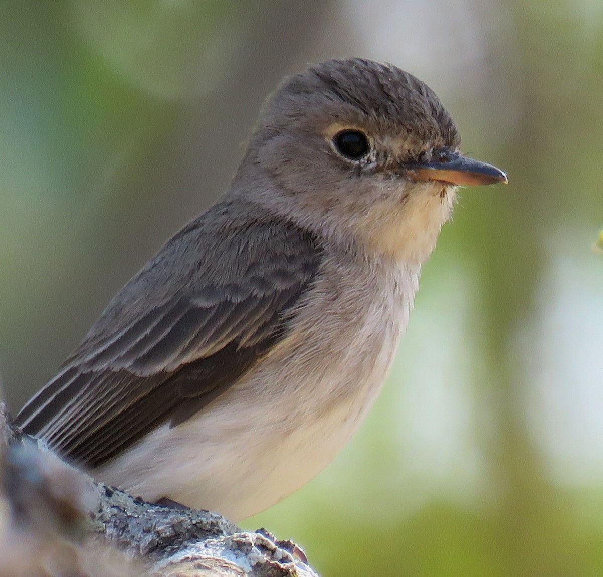 Asian Brown Flycatcher - ML145444281