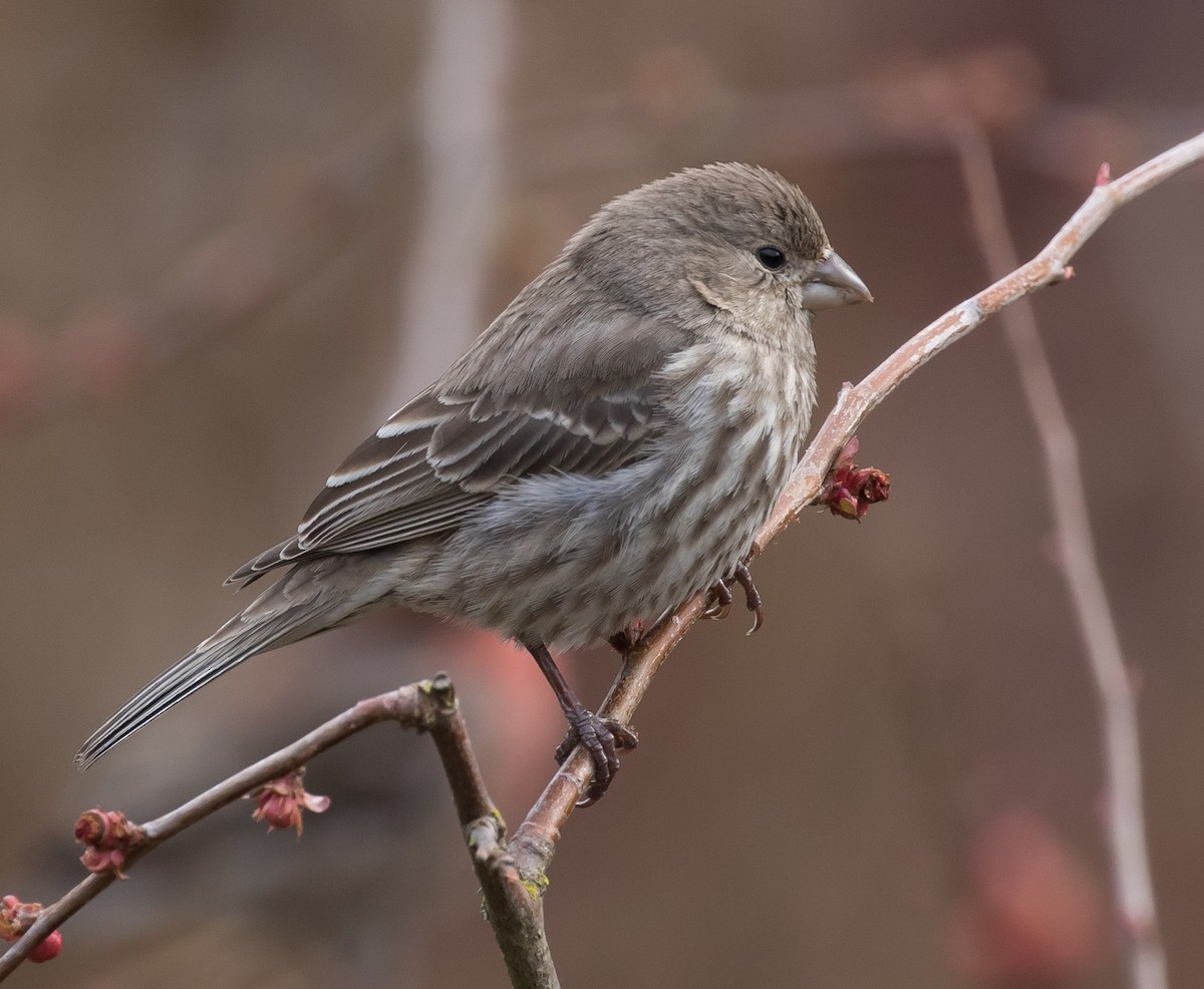 House Finch - ML145444831