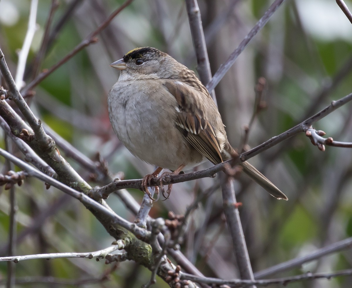 Golden-crowned Sparrow - Ian Burgess