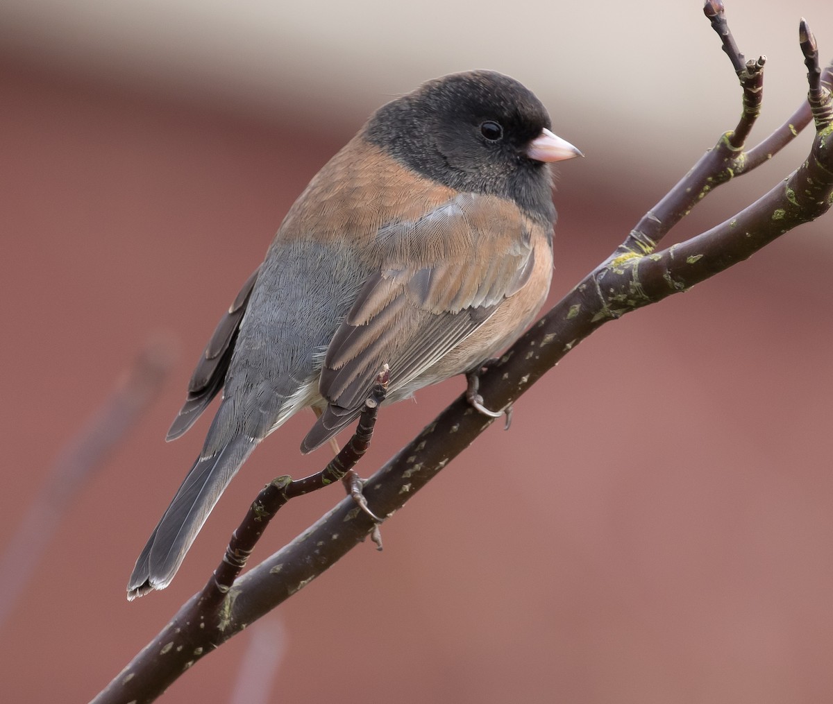 Junco Ojioscuro - ML145444871