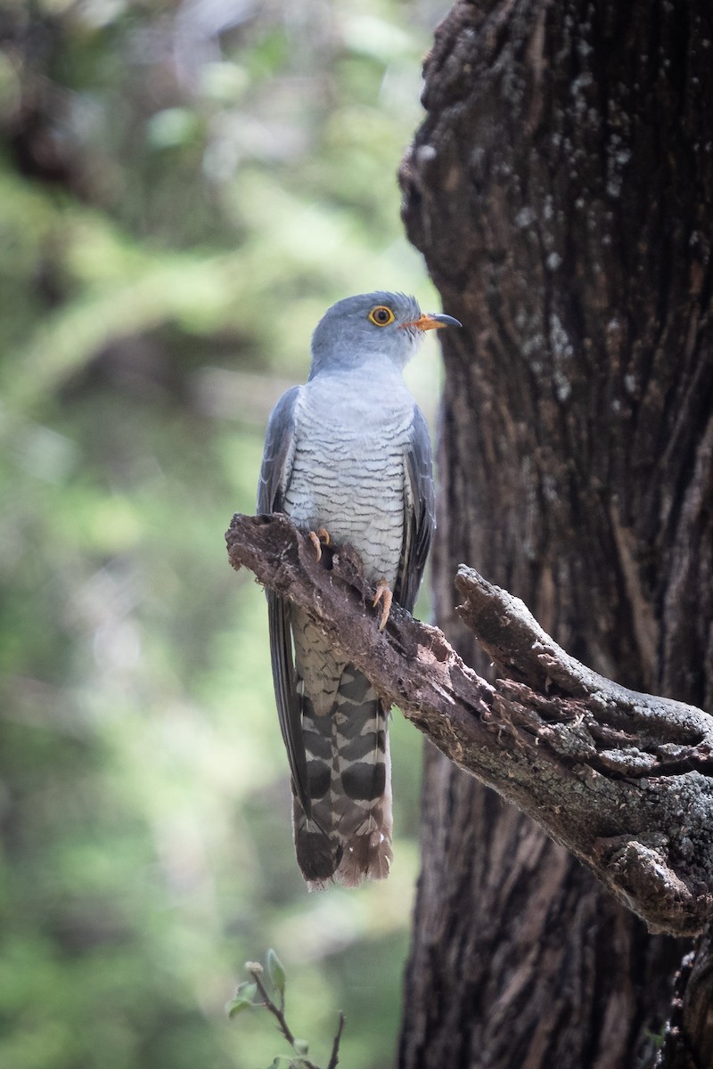 African Cuckoo - ML145446101