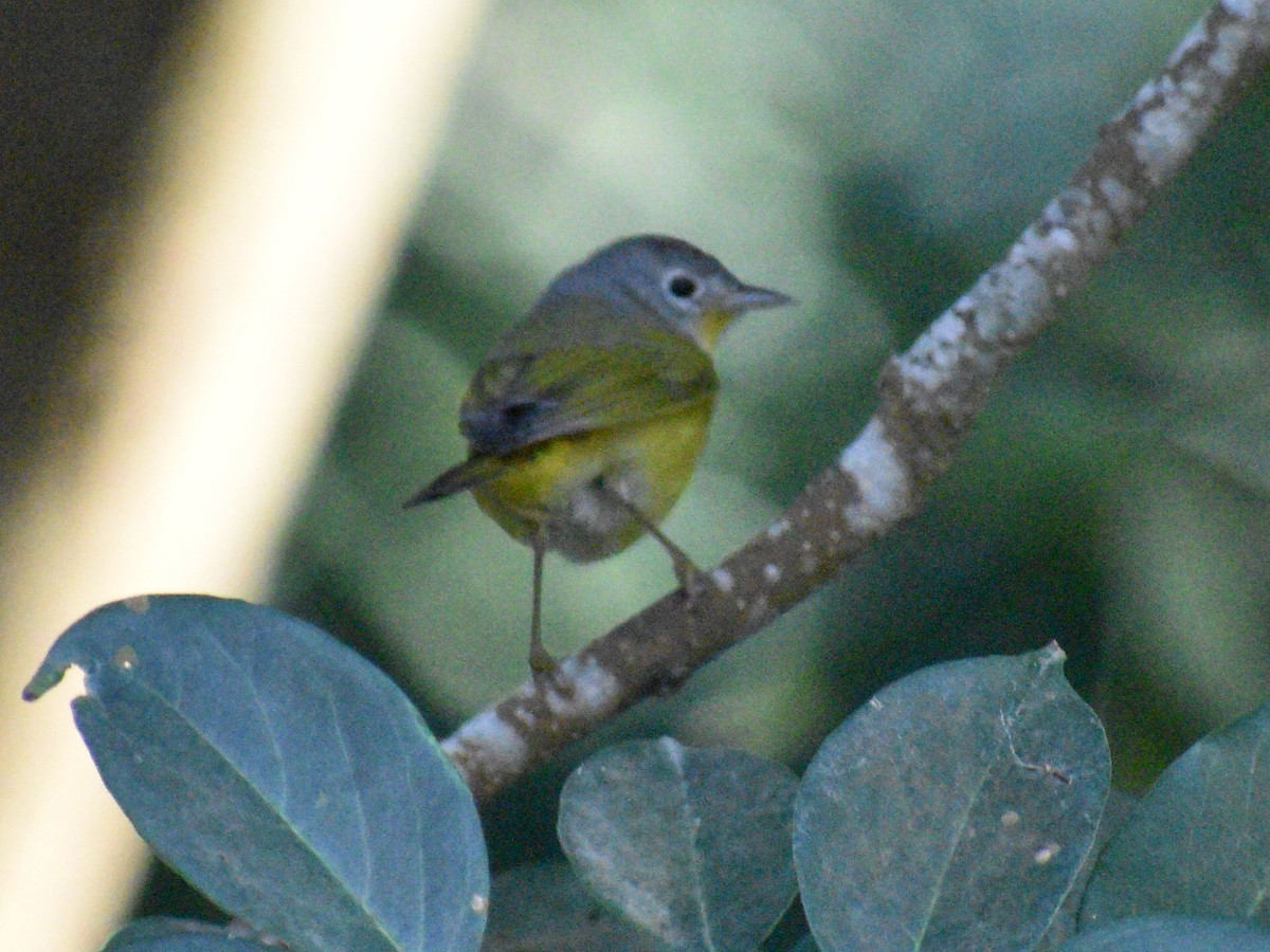 Nashville Warbler - ML145446581