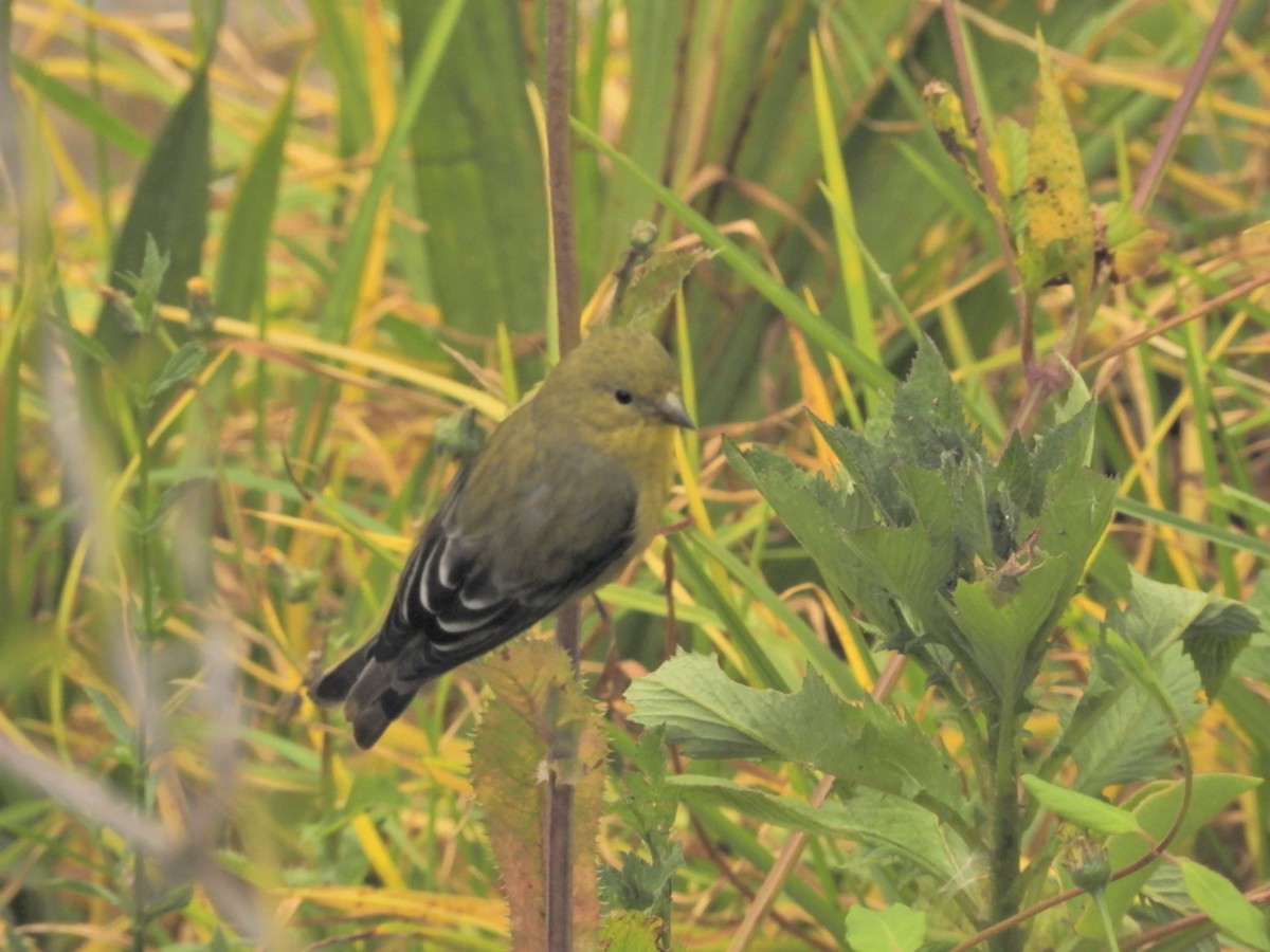 Lesser Goldfinch - ML145447411