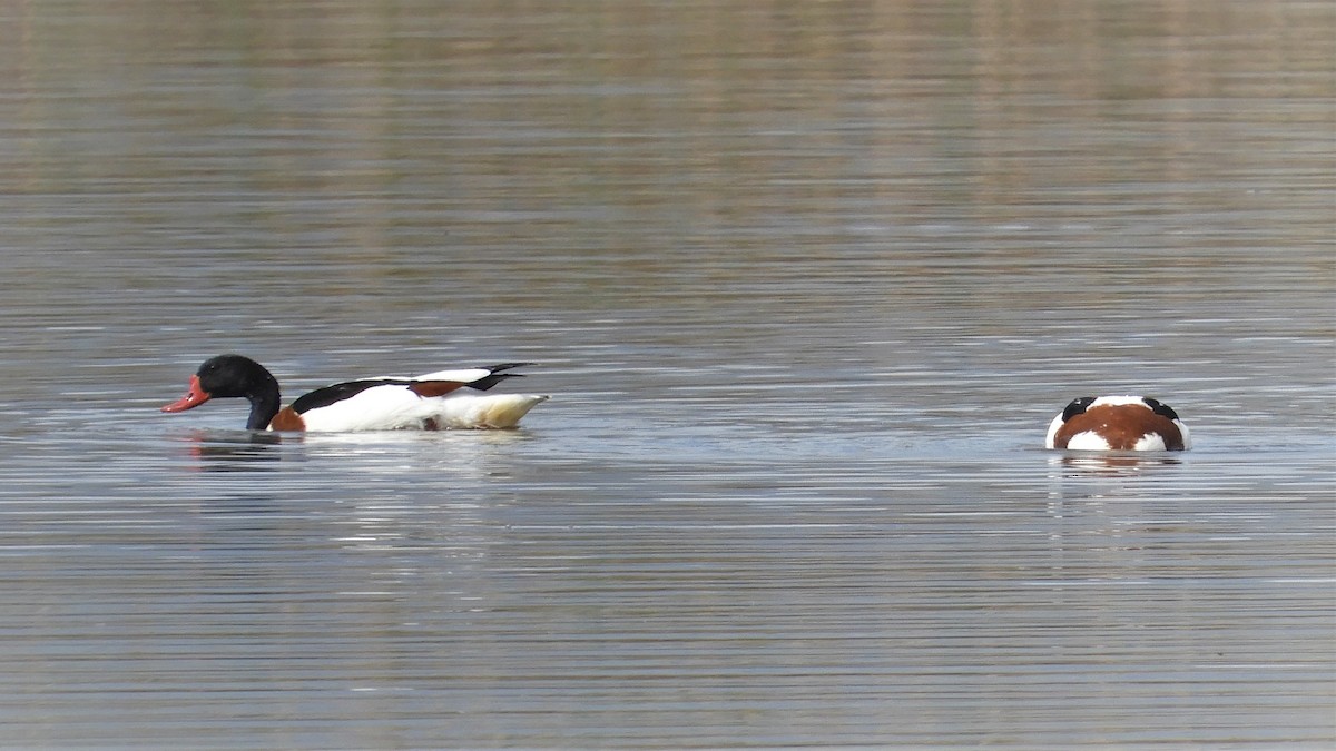 Common Shelduck - ML145448441