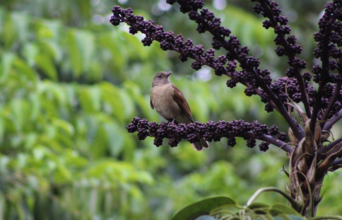 Pale-breasted Thrush - ML145448661