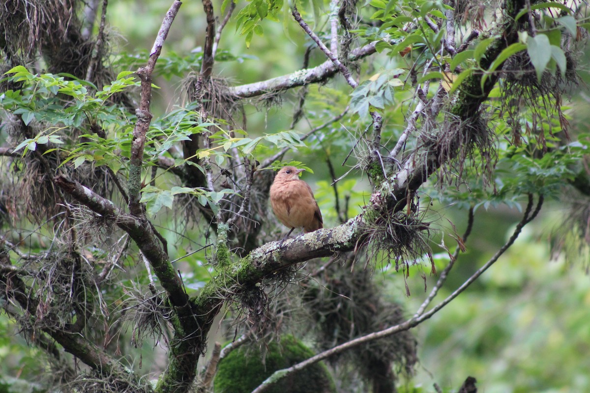 Rufous Hornero - ML145448971