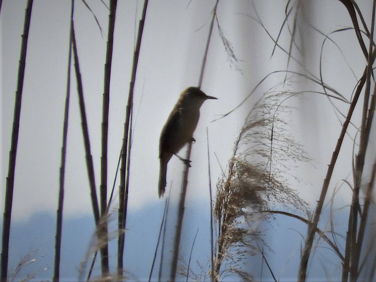 Clamorous Reed Warbler - ML145449451