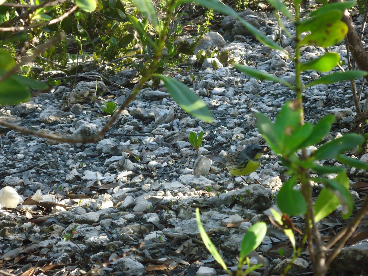 Kirtland's Warbler - ML145450791
