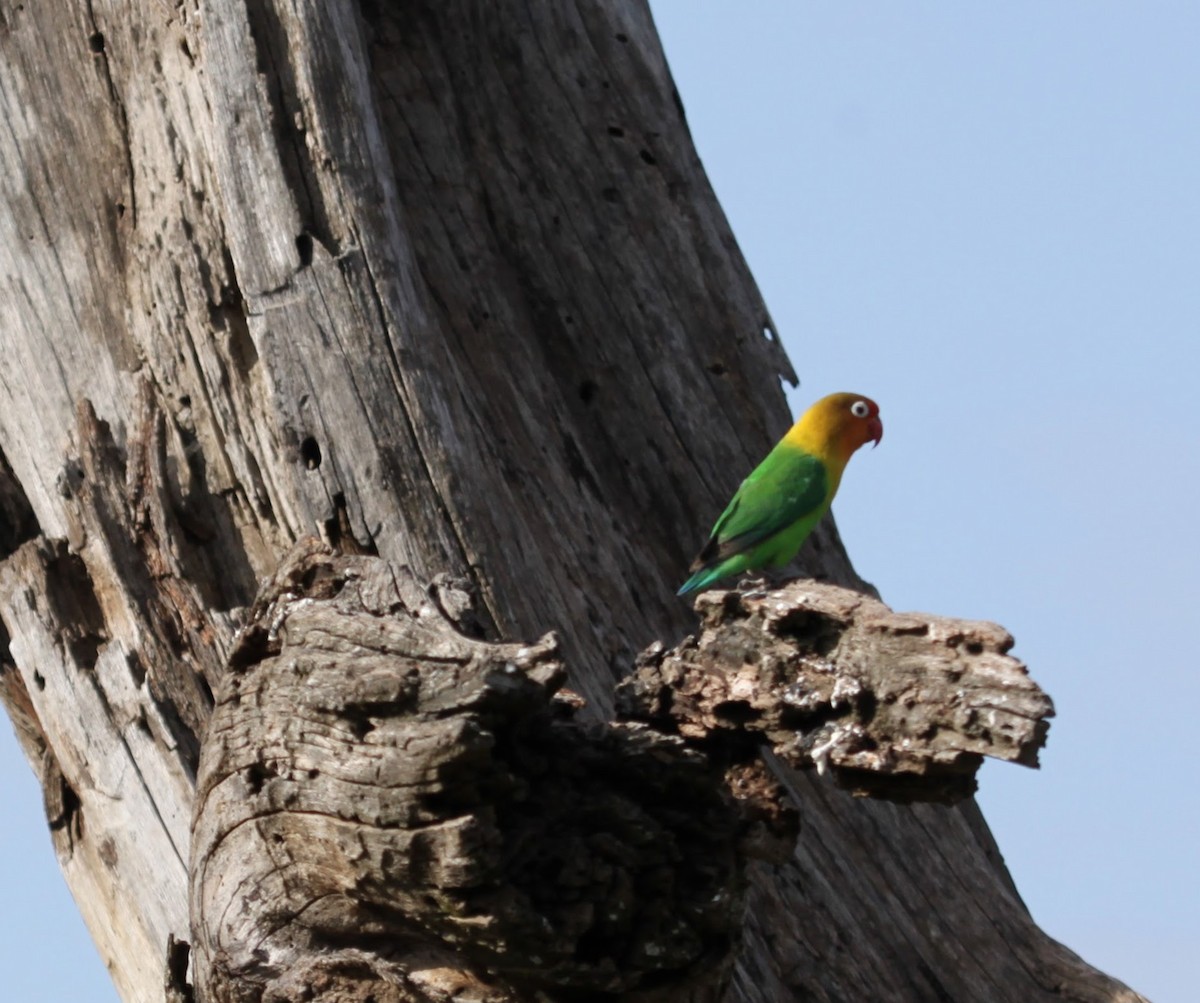 Fischer's Lovebird - ML145451451