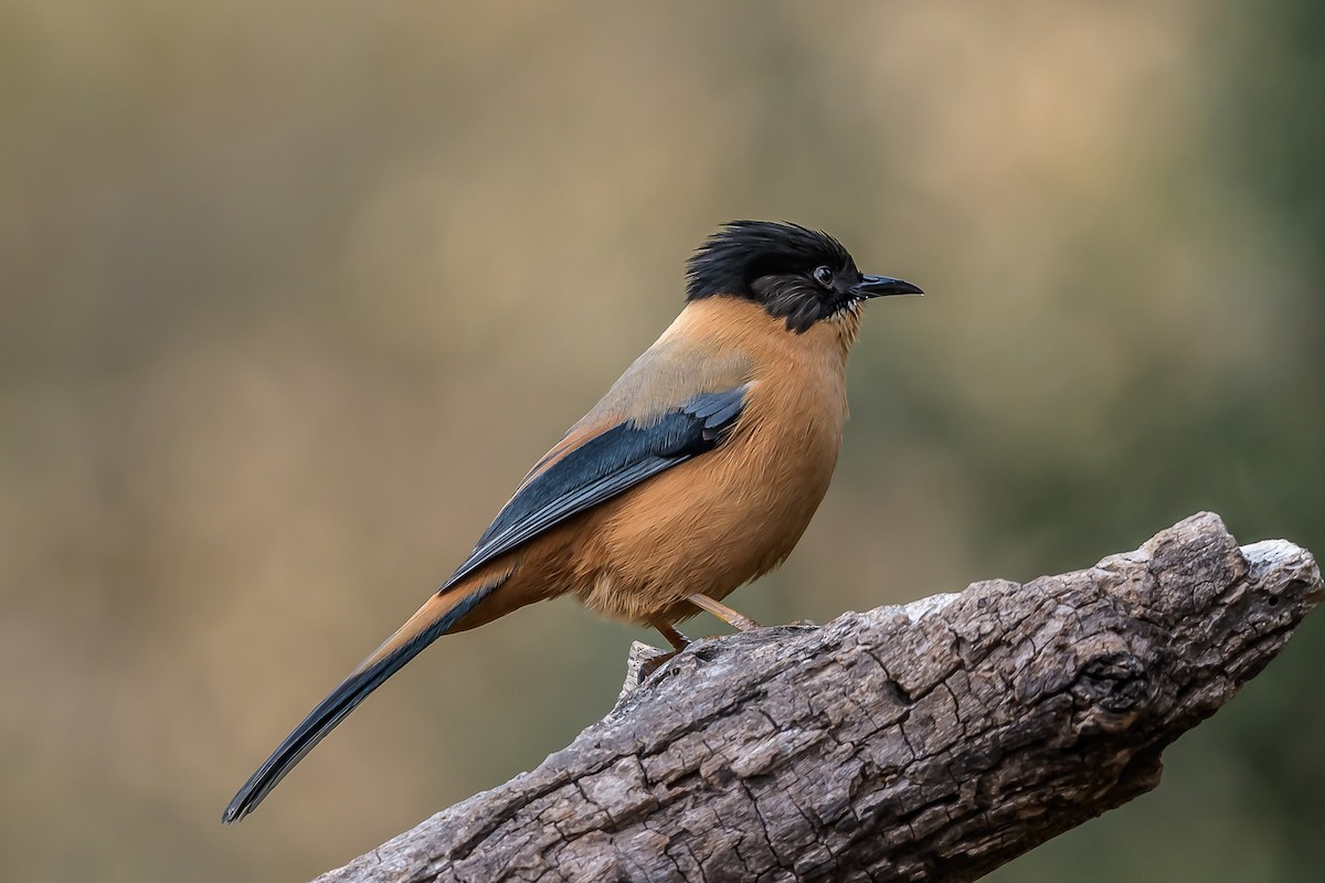 Rufous Sibia - Nitin Chandra