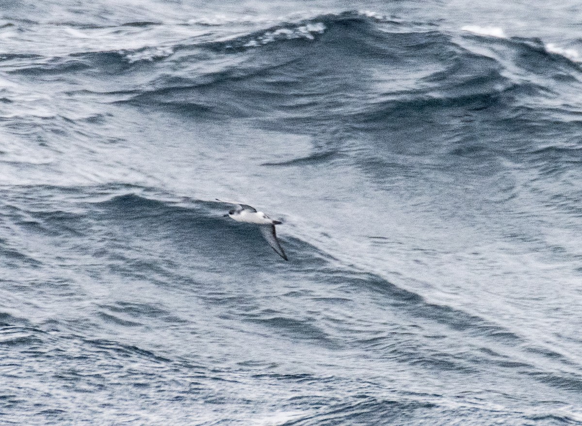 Subantarctic Shearwater - ML145453721