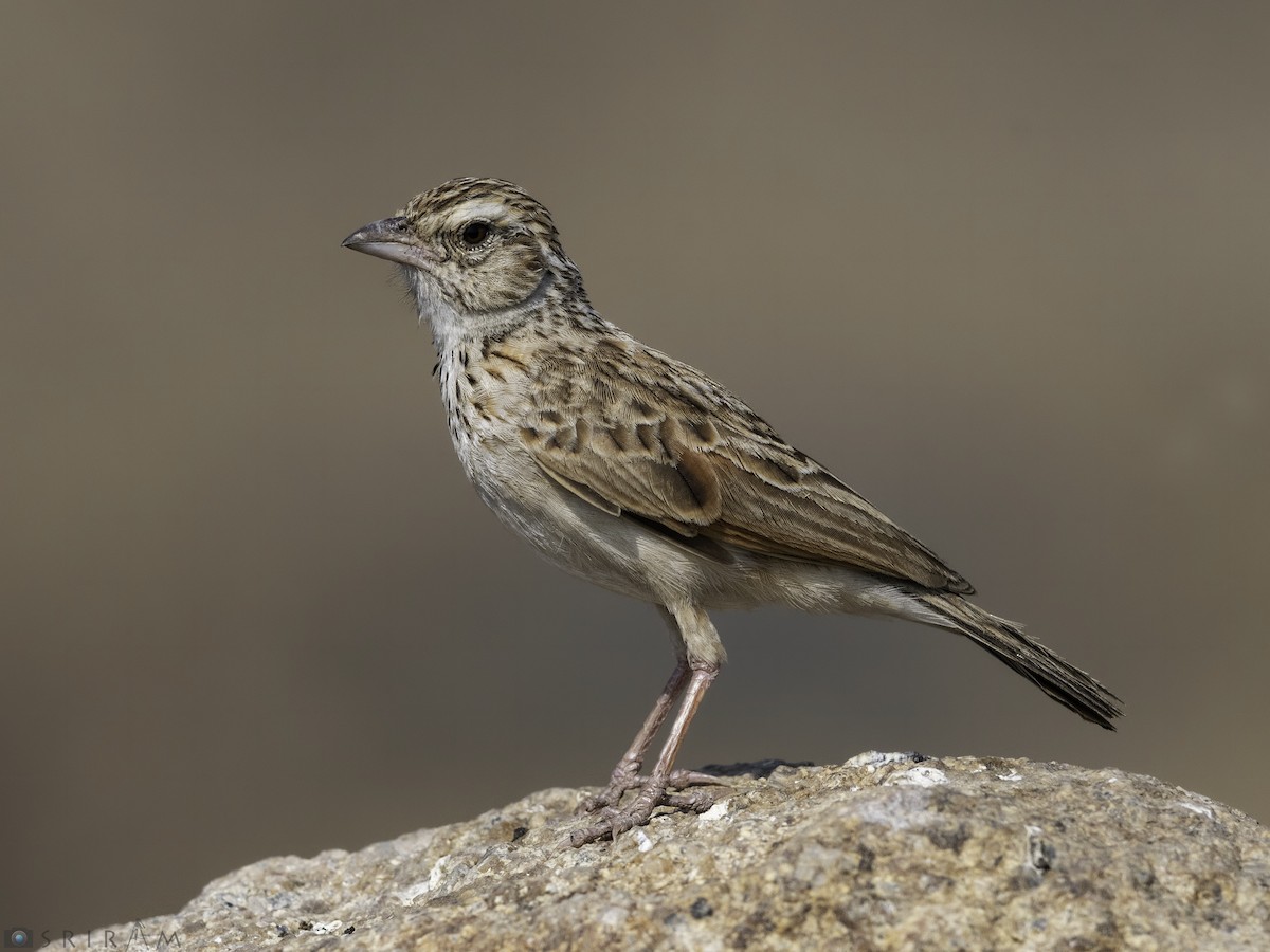 Indian Bushlark - Sriram Reddy