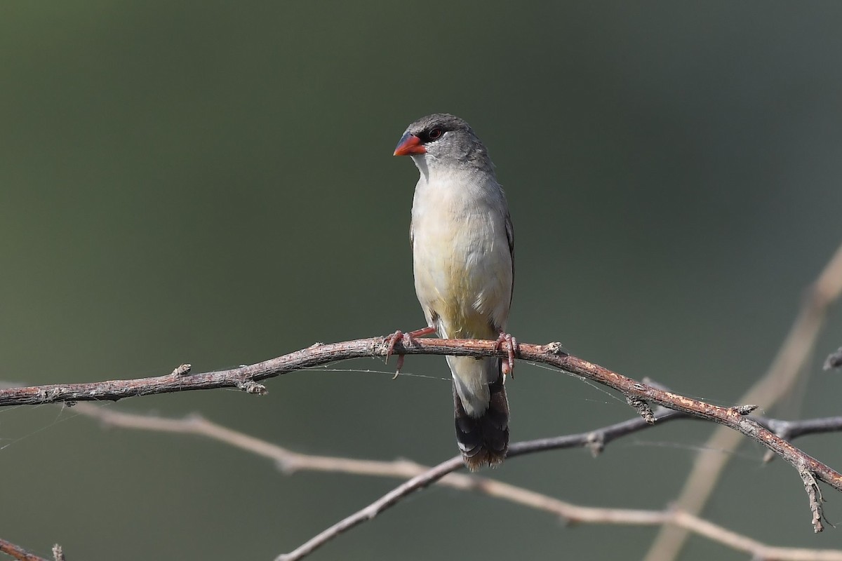 Red Avadavat - Sriram Reddy