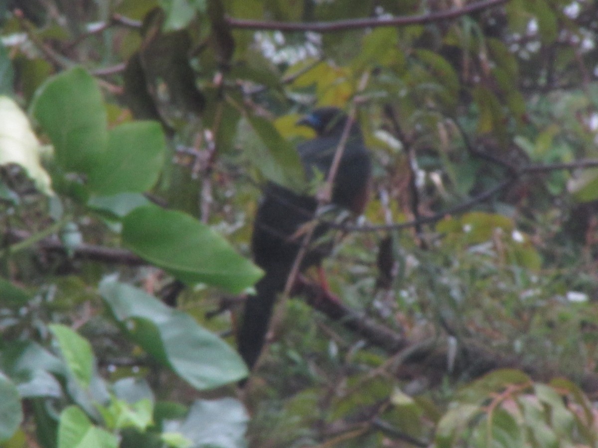 Sickle-winged Guan - Ariel Jiménez