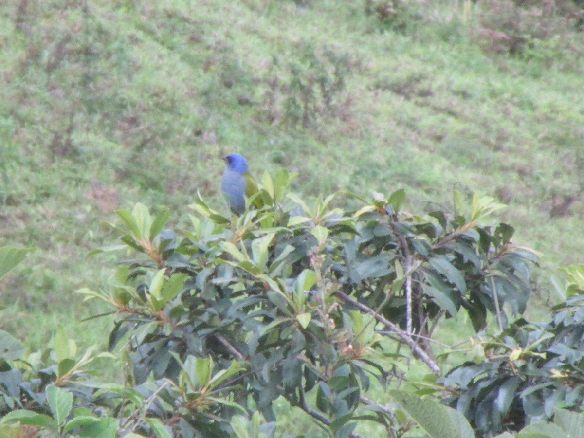 Blue-capped Tanager - Ariel Jiménez