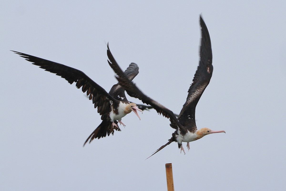 Christmas Island Frigatebird - Boas Emmanuel