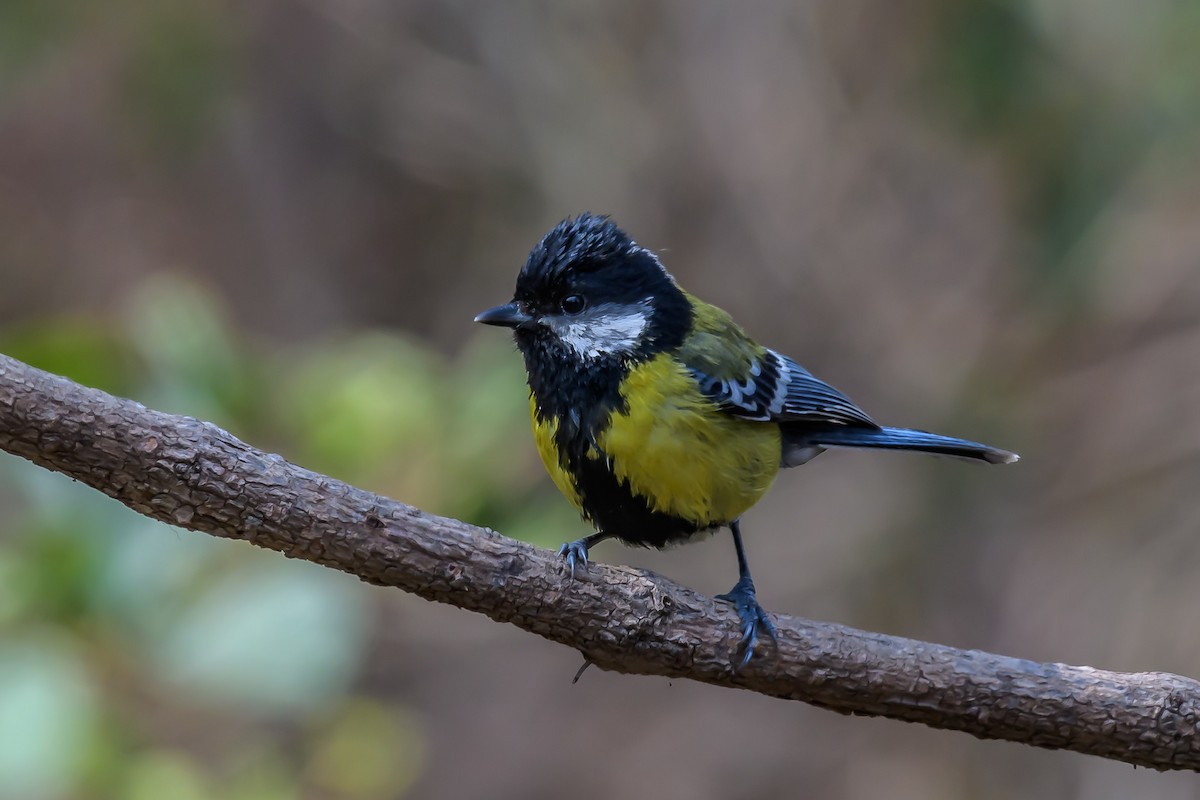 Green-backed Tit - Nitin Chandra