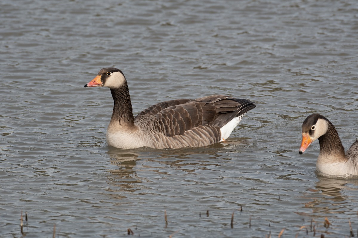 Graylag x Canada Goose (hybrid) - Daniel Peters