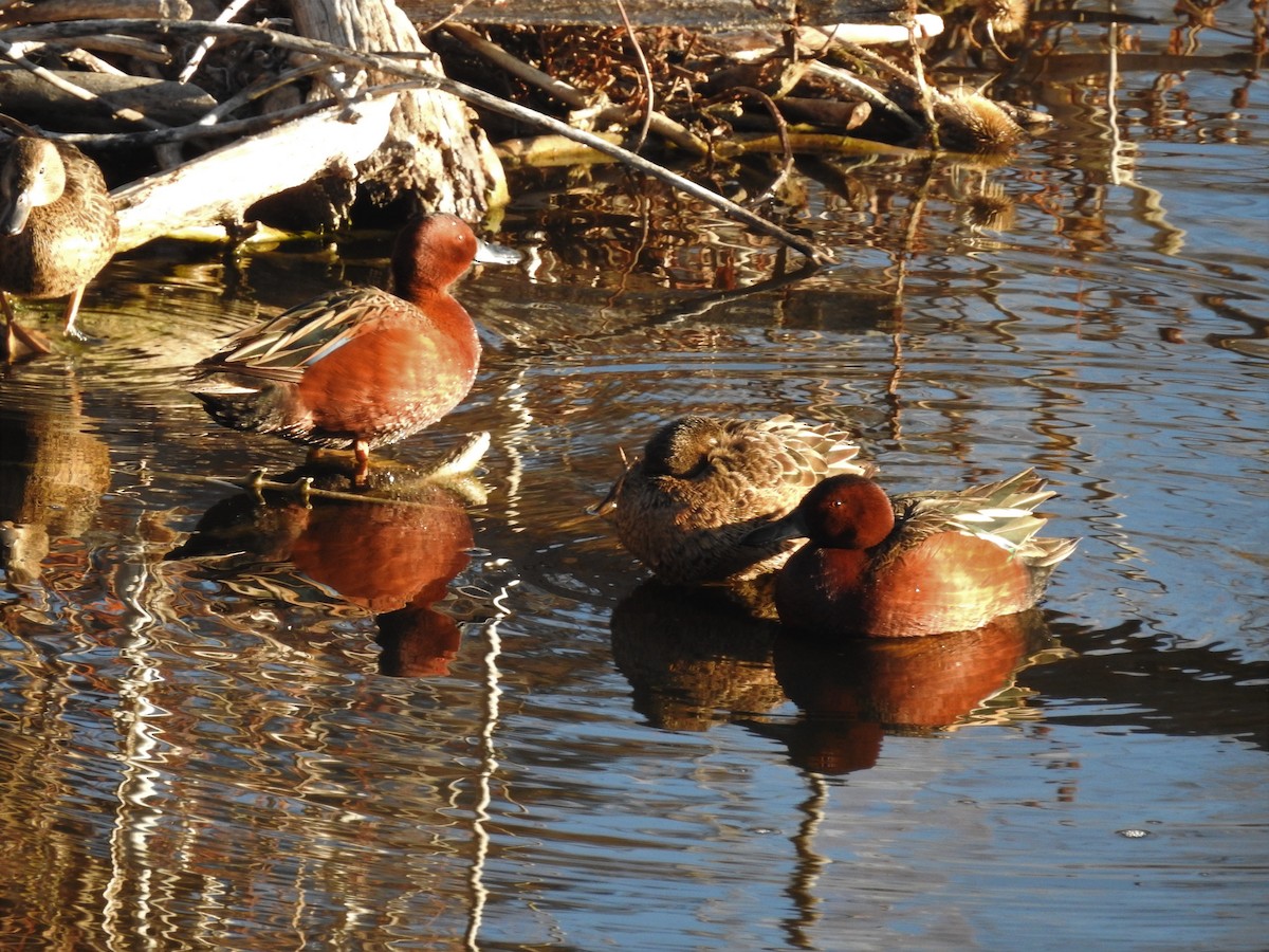 Cinnamon Teal - ML145457521