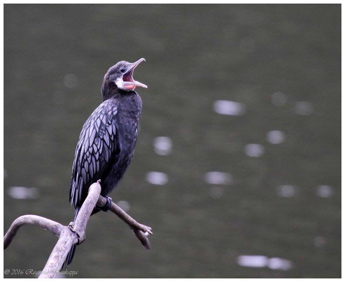 Little Cormorant - ML145458341