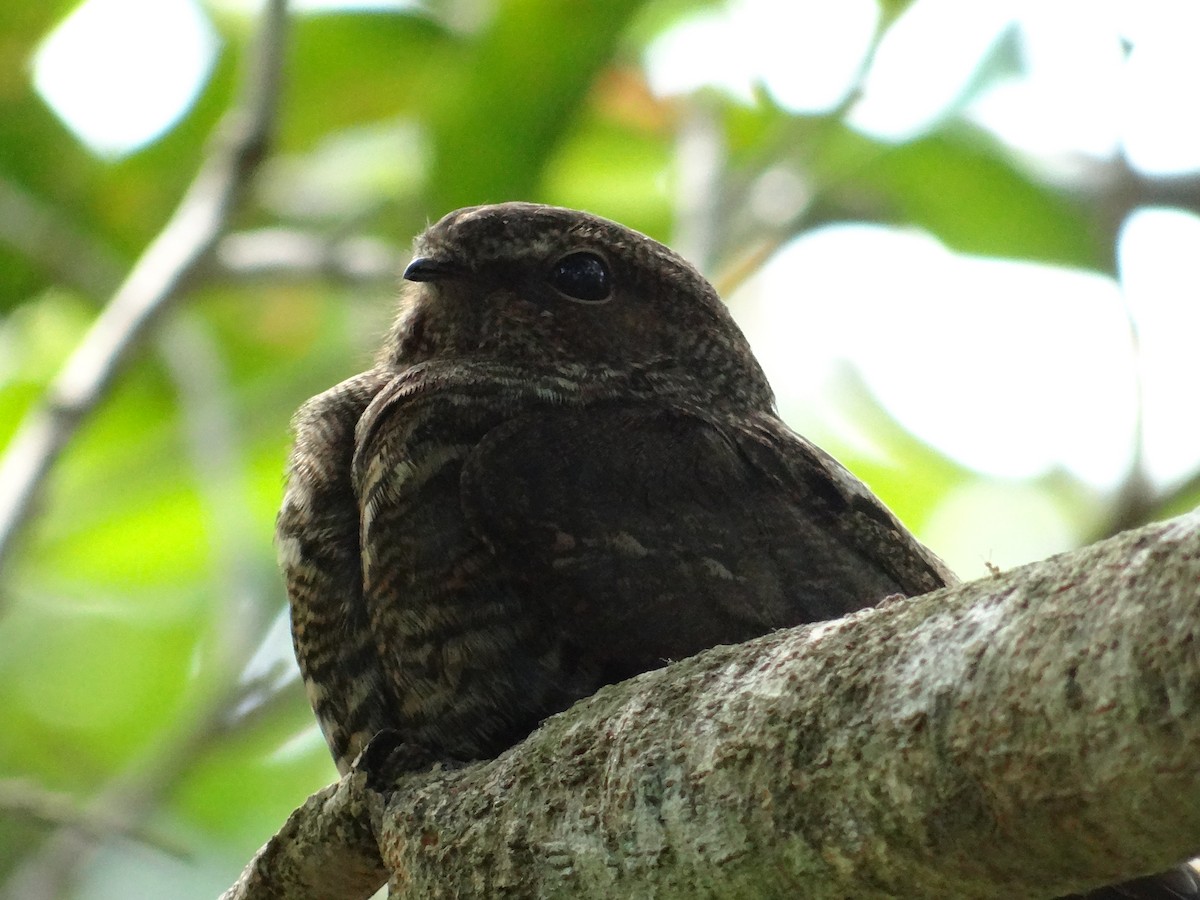 Band-tailed Nighthawk - ML145459861