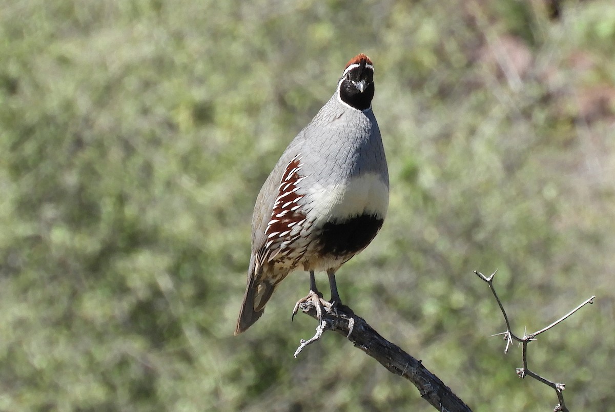 Gambel's Quail - ML145460951