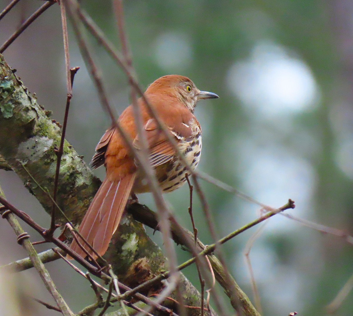 Brown Thrasher - ML145461141