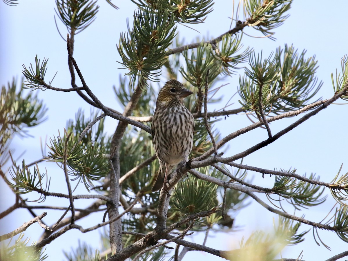 Cassin's Finch - ML145461311