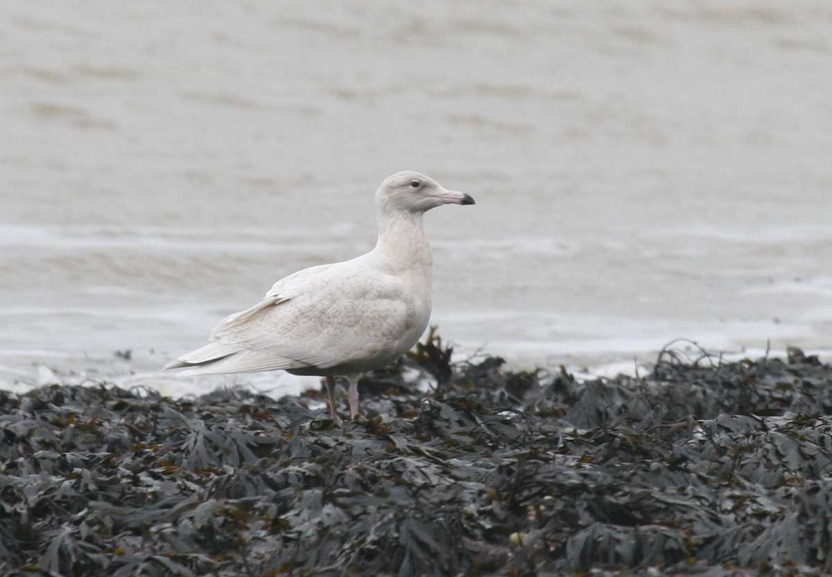 Glaucous Gull - G S