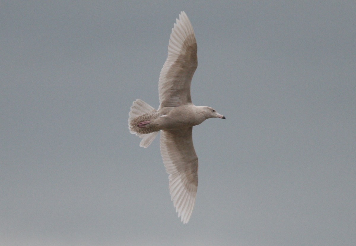 Glaucous Gull - G S