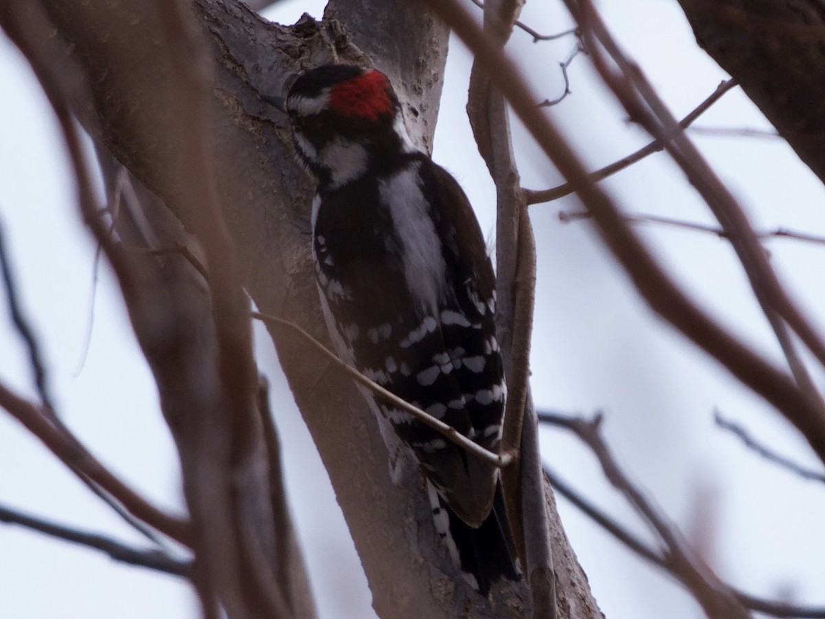 Downy Woodpecker - ML145462501