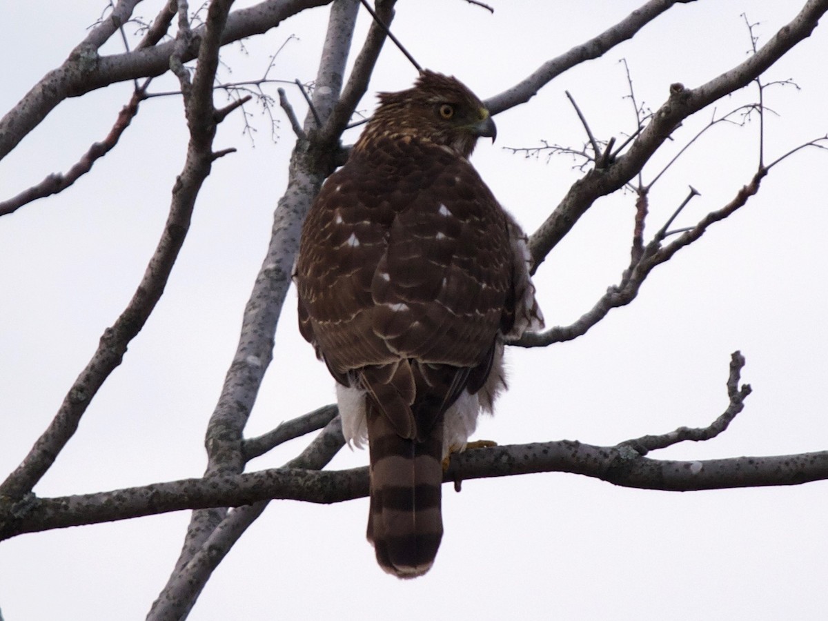 Cooper's Hawk - ML145462521