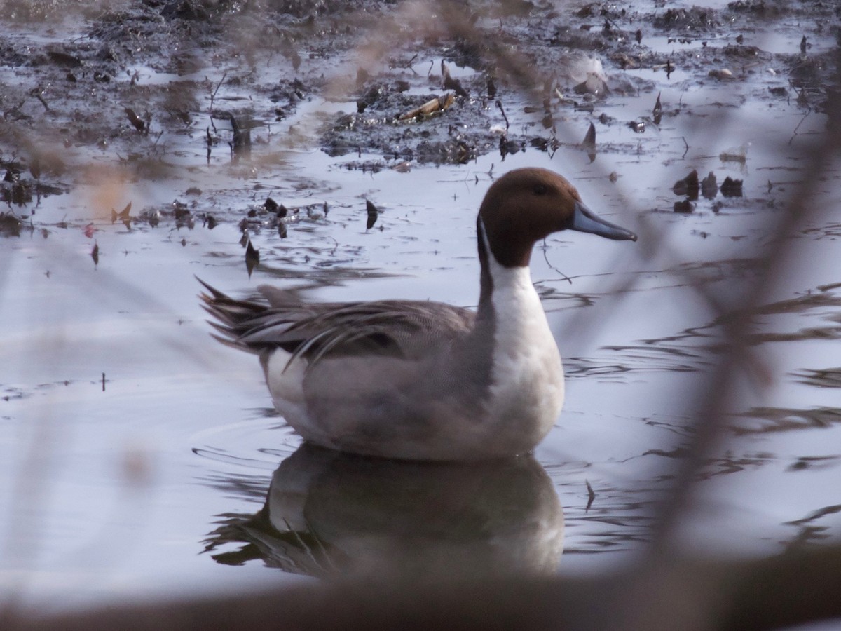 Northern Pintail - ML145462551