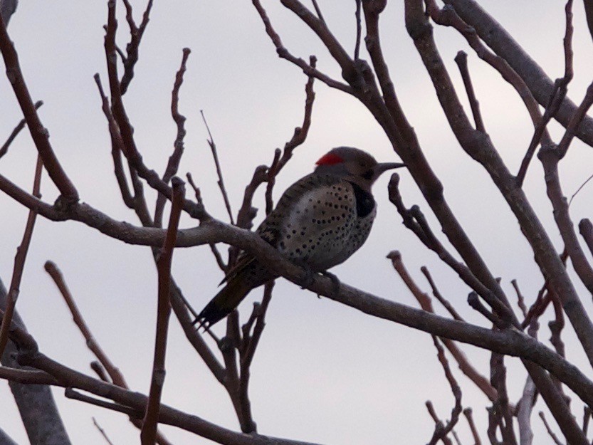 Northern Flicker - ML145462661